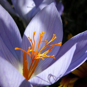  - Crocus nudiflorus Sm.