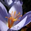 Crocus nudiflorus Sm. [nn19898] par Liliane Pessotto le 10/10/2008 - Saint-Antonin-Noble-Val