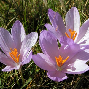 Photographie n°46818 du taxon Crocus nudiflorus Sm.