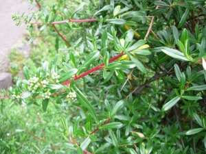 Genevieve Botti, le 20 janvier 2007 (Perou (Valle sacree))