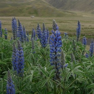 Photographie n°46823 du taxon Lupinus L. [1753]