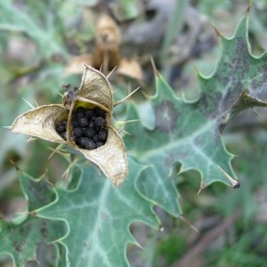 Photographie n°46827 du taxon Argemone mexicana L. [1753]