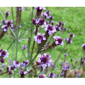 Verbena sp.