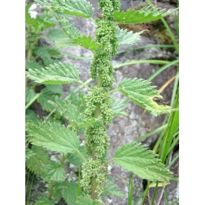 Urtica sp.