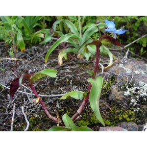 Tradescantia sp.