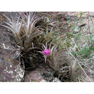 Tillandsia L.