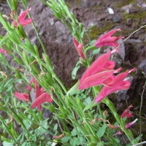 Photographie n°46860 du taxon Salvia L. [1753]