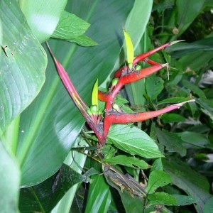 Photographie n°46861 du taxon Heliconia L.