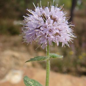 Photographie n°47004 du taxon Mentha aquatica L. [1753]