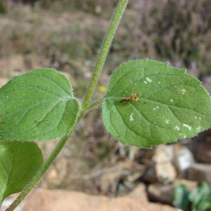 Photographie n°47005 du taxon Mentha aquatica L. [1753]