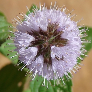 Photographie n°47007 du taxon Mentha aquatica L. [1753]