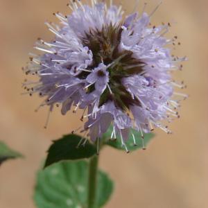 Photographie n°47008 du taxon Mentha aquatica L. [1753]