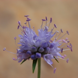 Photographie n°47010 du taxon Scabiosa succisa L. [1753]