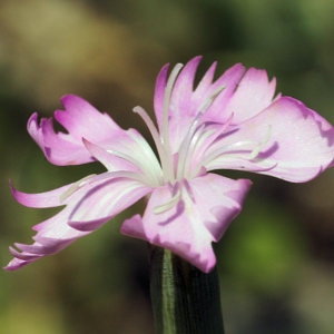 Photographie n°47017 du taxon Dianthus caryophyllus subsp. godronianus (Jord.) Sennen