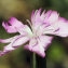 liliane Pessotto - Dianthus caryophyllus subsp. godronianus (Jord.) Sennen