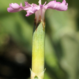 Photographie n°47018 du taxon Dianthus caryophyllus subsp. godronianus (Jord.) Sennen