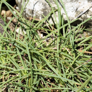 Photographie n°47019 du taxon Dianthus caryophyllus subsp. godronianus (Jord.) Sennen