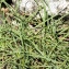  liliane Pessotto - Dianthus caryophyllus subsp. godronianus (Jord.) Sennen