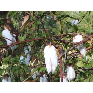 Gossypium herbaceum L. (Levant cotton)