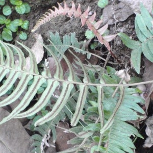 Photographie n°47038 du taxon Blechnum L. [1753]