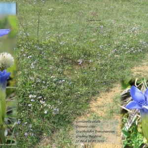 Photographie n°47096 du taxon Gentianella ciliata (L.) Borkh. [1796]