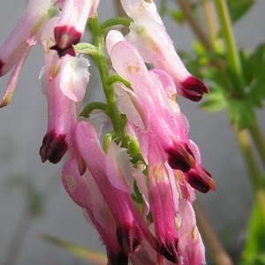 Photographie n°47181 du taxon Fumaria officinalis L. [1753]