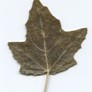 Photographie n°47213 du taxon Populus alba L. [1753]