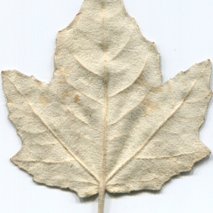 Photographie n°47217 du taxon Populus alba L. [1753]