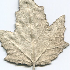 Photographie n°47218 du taxon Populus alba L. [1753]