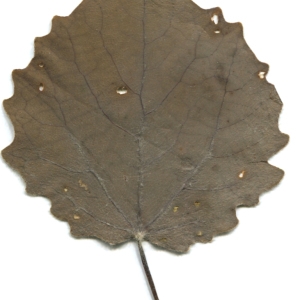 Photographie n°47219 du taxon Populus tremula L. [1753]