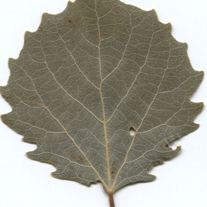 Photographie n°47220 du taxon Populus tremula L. [1753]