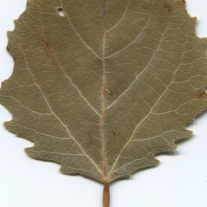 Photographie n°47221 du taxon Populus tremula L. [1753]