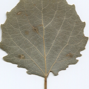 Photographie n°47223 du taxon Populus tremula L. [1753]