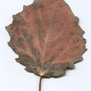 Photographie n°47224 du taxon Populus tremula L. [1753]