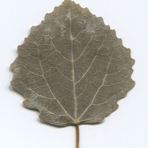 Photographie n°47226 du taxon Populus tremula L. [1753]