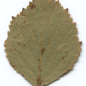 Photographie n°47235 du taxon Betula pubescens Ehrh. [1791]