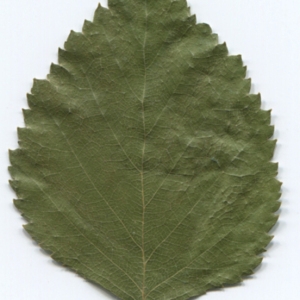 Photographie n°47237 du taxon Betula pubescens Ehrh. [1791]