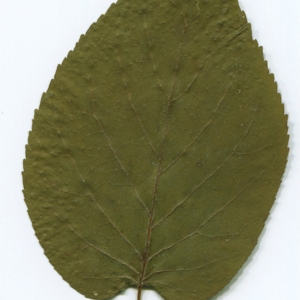 Photographie n°47245 du taxon Alnus cordata (Loisel.) Duby [1828]