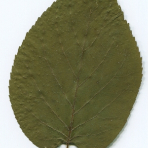 Photographie n°47246 du taxon Alnus cordata (Loisel.) Duby [1828]