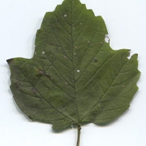 Photographie n°47348 du taxon Viburnum opulus L. [1753]