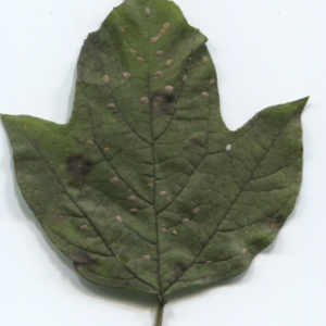 Photographie n°47349 du taxon Viburnum opulus L. [1753]