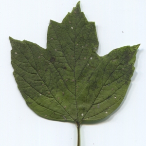 Photographie n°47350 du taxon Viburnum opulus L. [1753]