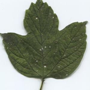 Photographie n°47351 du taxon Viburnum opulus L. [1753]