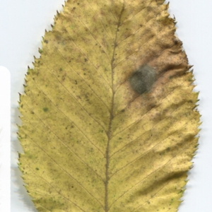 Photographie n°47355 du taxon Ostrya carpinifolia Scop. [1772]