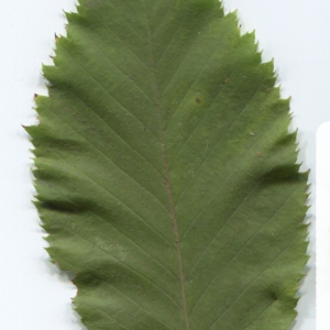 Photographie n°47356 du taxon Ostrya carpinifolia Scop. [1772]