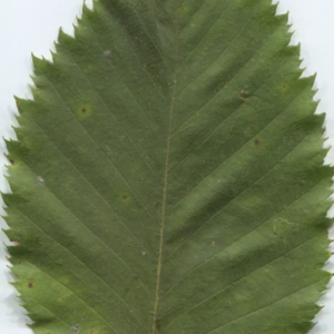 Photographie n°47357 du taxon Ostrya carpinifolia Scop. [1772]