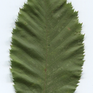Photographie n°47358 du taxon Ostrya carpinifolia Scop. [1772]