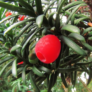 Taxus baccata var. fastigiata (Lindl.) J.W.Loudon