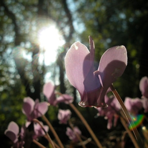 Photographie n°47396 du taxon Cyclamen hederifolium Aiton [1789]