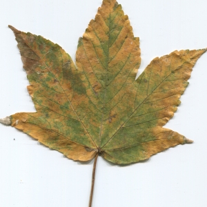 Photographie n°47465 du taxon Acer pseudoplatanus L. [1753]